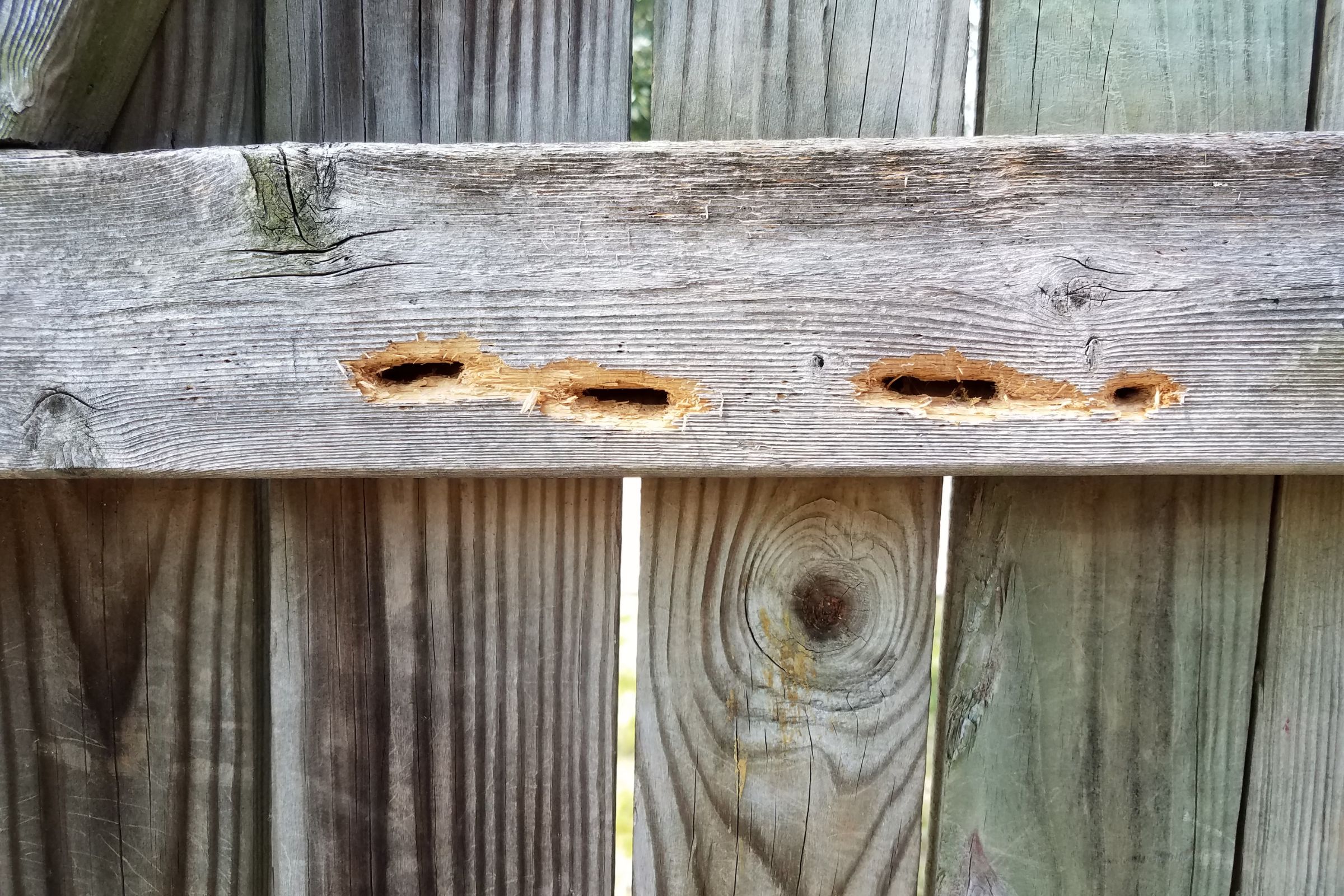 How to Safeguard Your Fence from Pest Damage