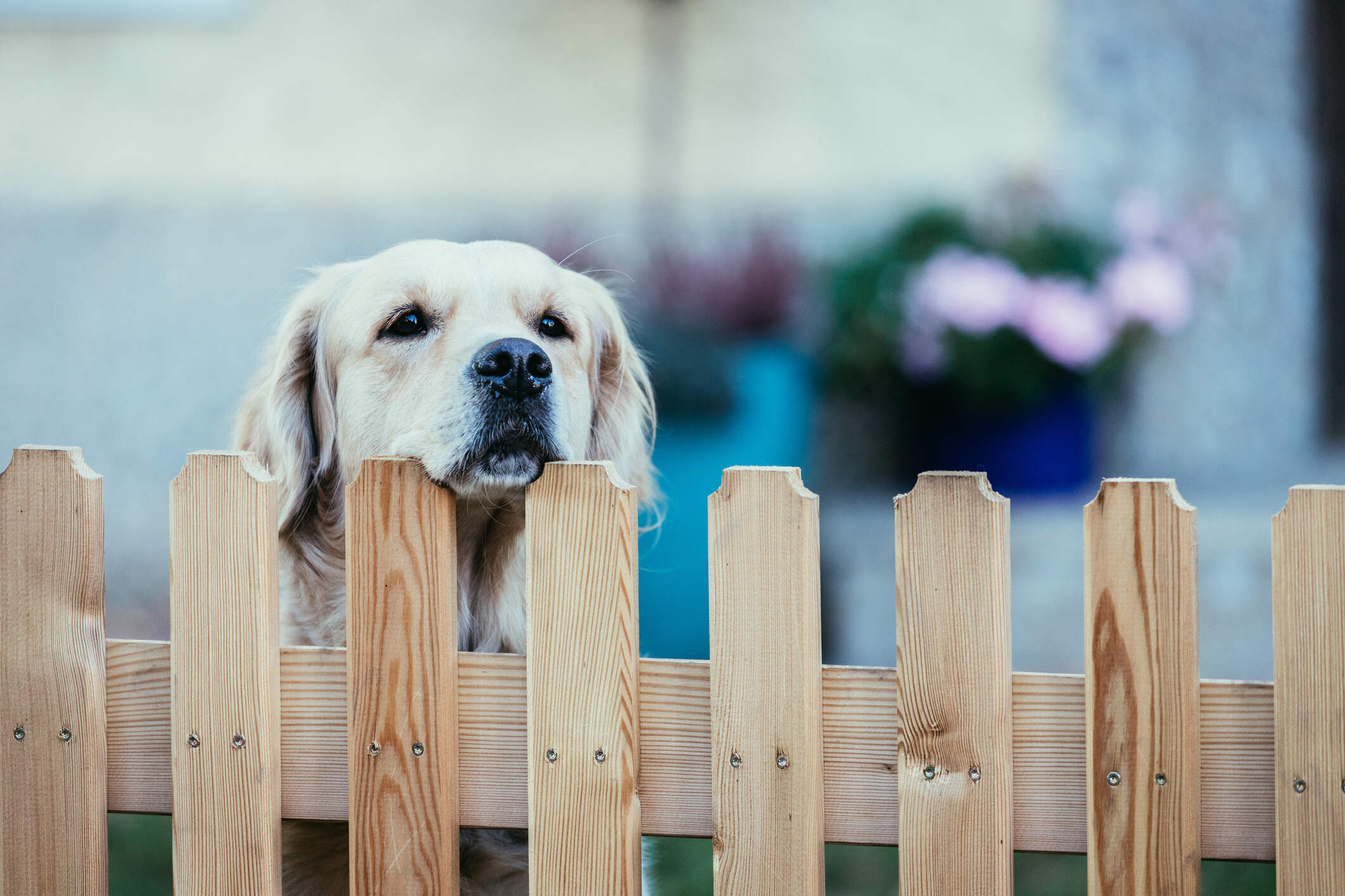 Best Backyard Fences for your Dog