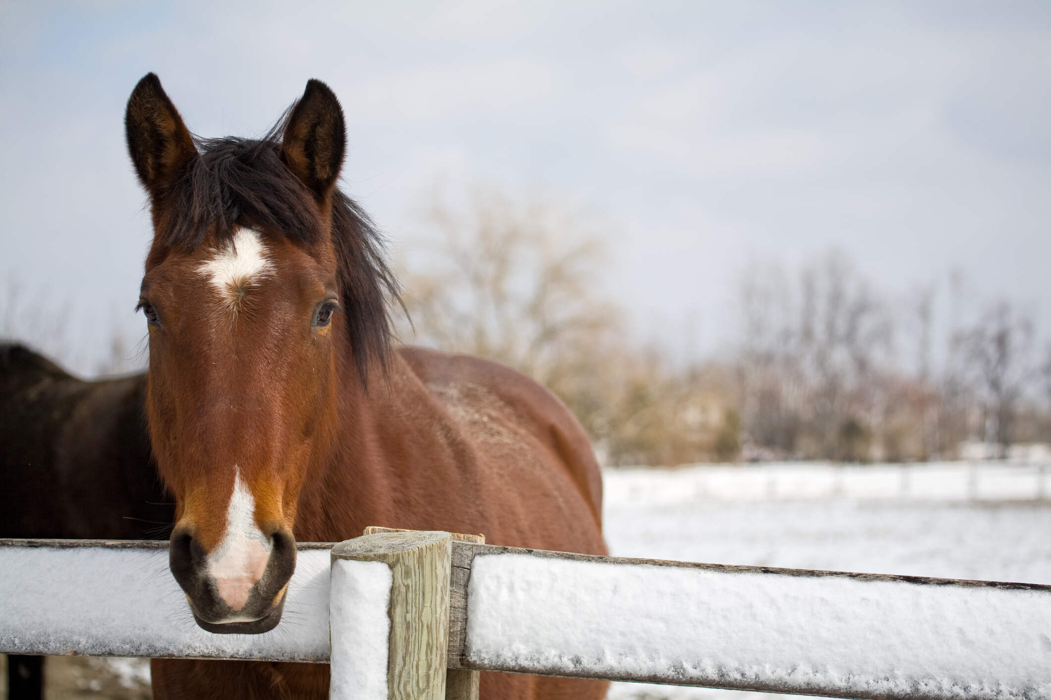 What to Consider with Fencing for your Horse